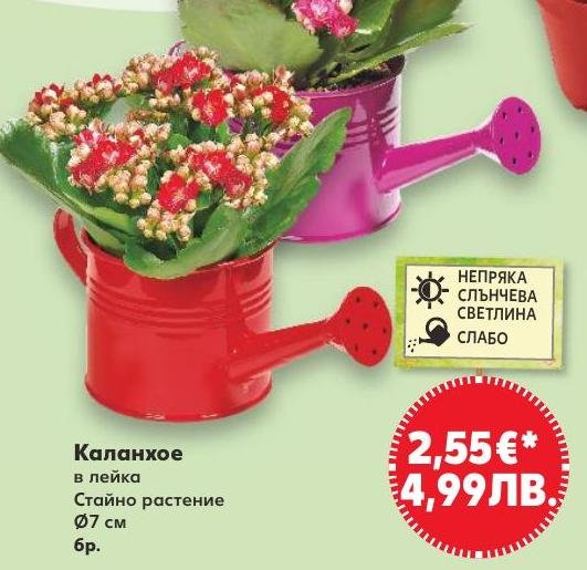 Каланхое в лейка в Кауфланд.