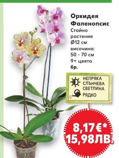 Орхидея Фаленопсис в Кауфланд.