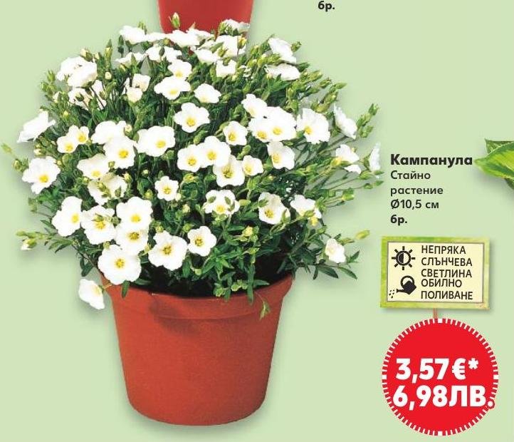 Кампанула в Кауфланд.