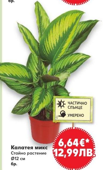 Калатея микс в Кауфланд.