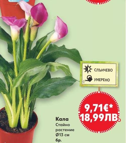 Кала в Кауфланд.