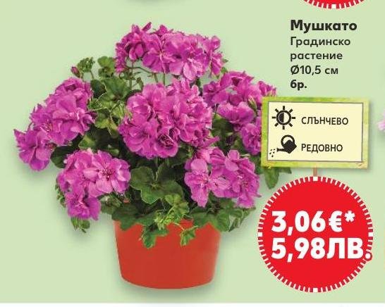 Мушкато Градинско растение Ø10,5 см в Кауфланд.