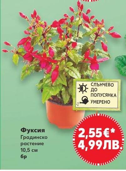 Фуксия 10,5 см в Кауфланд.