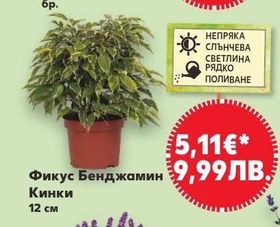Фикус Бенджамин Кинки 12 см в Кауфланд.