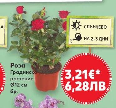 Роза Градинско растение Ø12 см в Кауфланд.