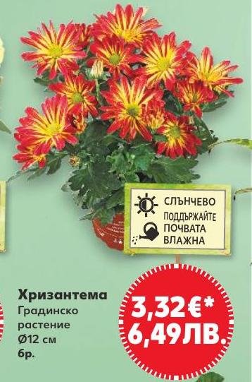 Хризантема 12 см в Кауфланд.