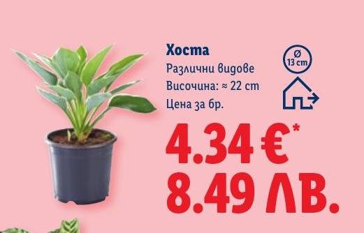 Хоста в саксия Ø13 см в Лидл.