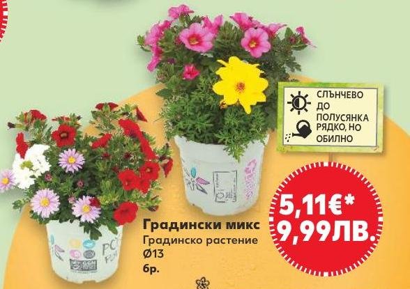 Градински микс Градинско растение Ø13 см в Кауфланд.