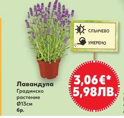 Лавандула Градинско растение Ø13 см в Кауфланд.