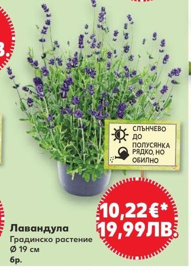 Лавандула Градинско растение Ø19 см в Кауфланд.