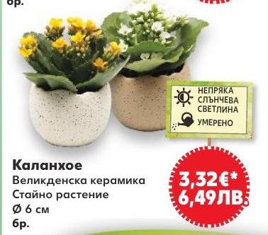 Каланхое Великденска керамика Ø6 см в Кауфланд.