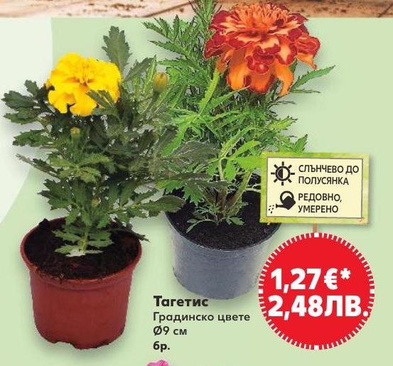 Тагетис Градинско цвете Ø9 см в Кауфланд.