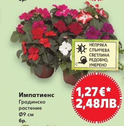 Импатиенс Градинско растение Ø9 см в Кауфланд.