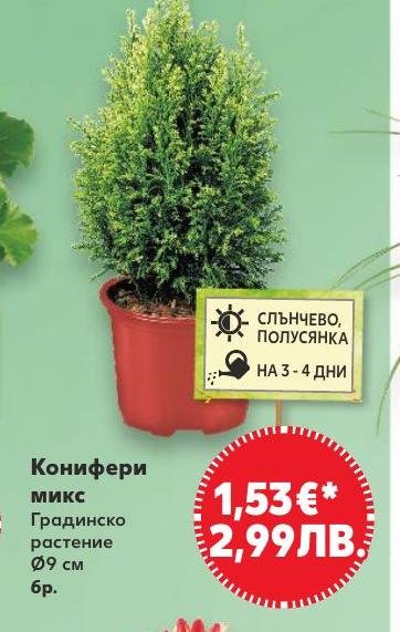 Конифери микс 9 см в Кауфланд.