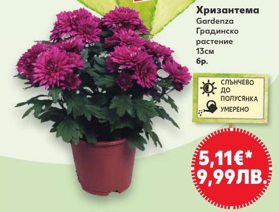 Хризантема Gardenza Градинско растение 13 см в Кауфланд.