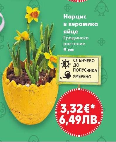 Нарцис в керамика яйце в Кауфланд.