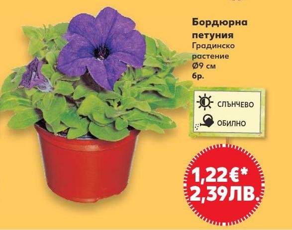 Бордюрна петуния Градинско растение в Кауфланд.