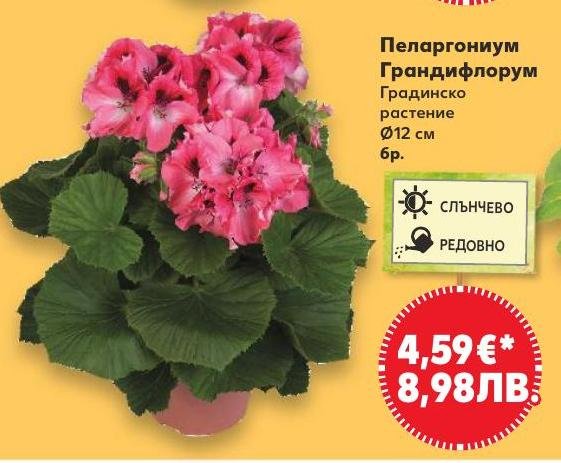 Пеларгониум Грандифлоруми Градинско растение в Кауфланд.