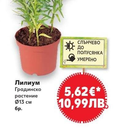 Лилиум градинско растение в Кауфланд.