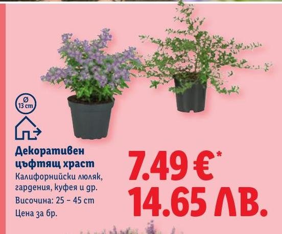 Декоративен цъфтящ храст в Лидл.