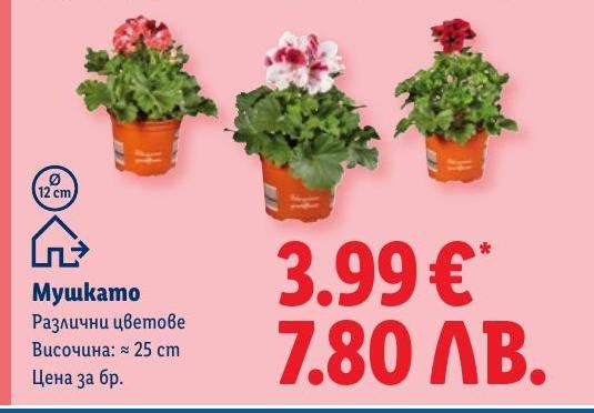 Мушкато в Лидл.