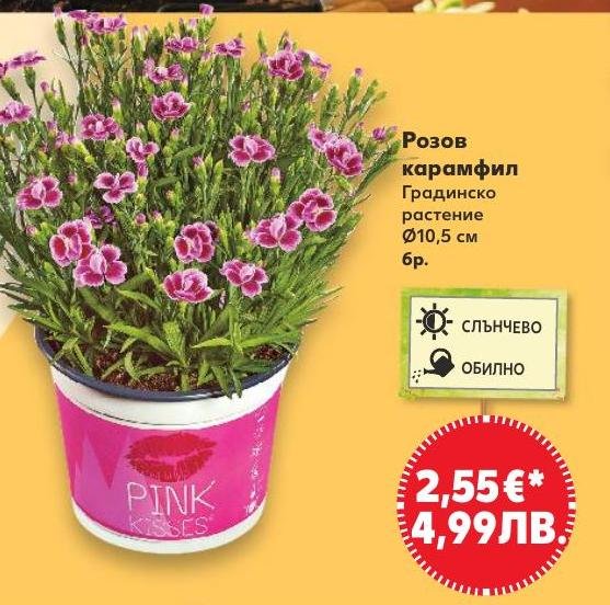 Розов карамфил в Кауфланд.