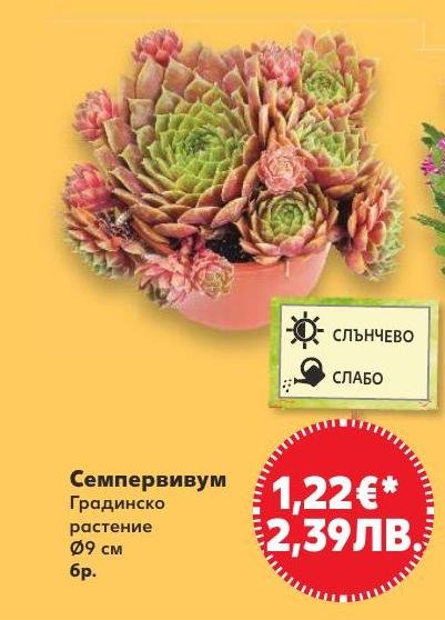 Семпервивум в Кауфланд.