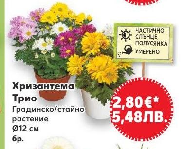 Хризантема Трио в Кауфланд.