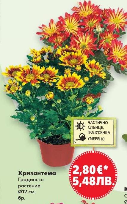 Хризантема в Кауфланд.