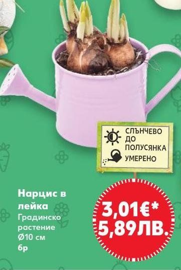 Нарцис в лейка в Кауфланд.