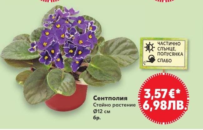 Сентполия в Кауфланд.