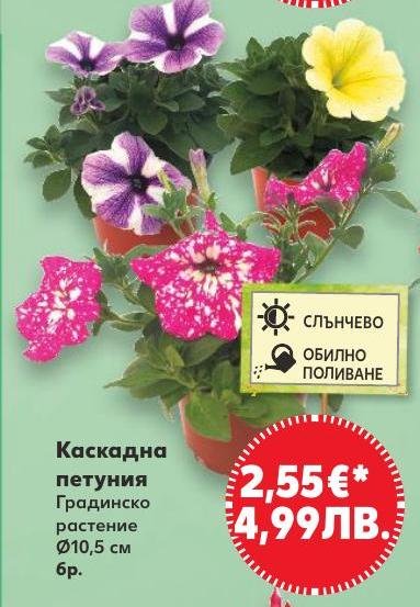 Каскадна петуния в Кауфланд.