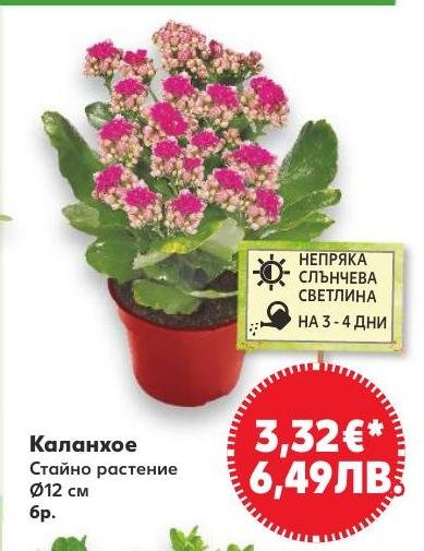 Каланхое в Кауфланд.