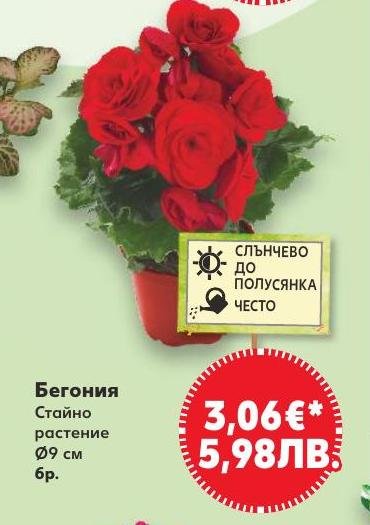 Бегония в Кауфланд.