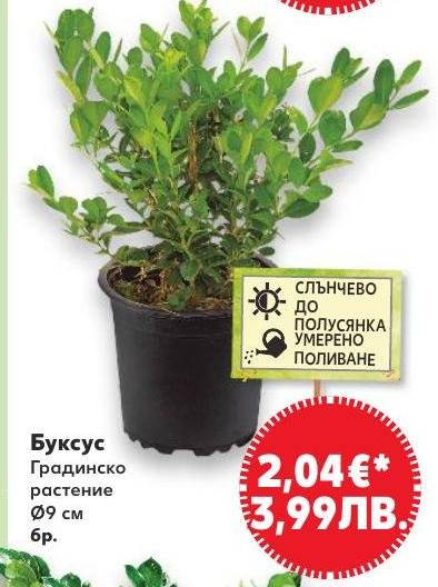 Буксус в Кауфланд.