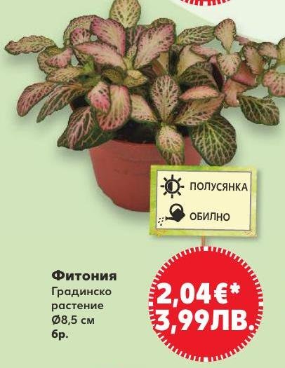Фитония в Кауфланд.
