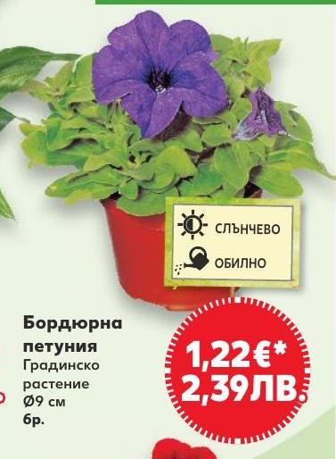 Бордюрна петуния в Кауфланд.