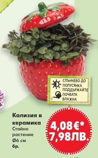 Калисия в керамика в Кауфланд.