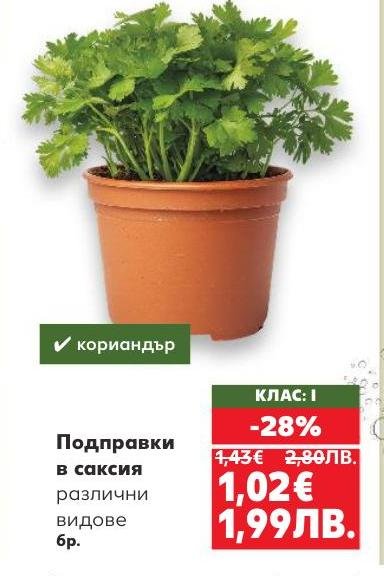 Разнообразие от подправки в саксия, които ще обогатят вкуса на вашите ястия.