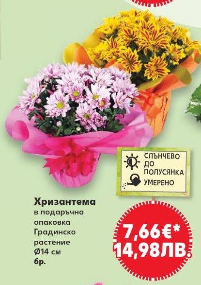 Хризантема в подаръчна опаковка в Кауфланд.