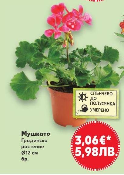 Мушкато градинско растение в Кауфланд.