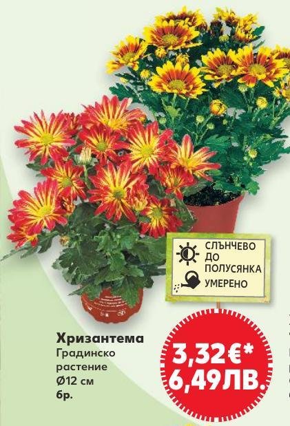 Хризантема Градинско растение в Кауфланд.