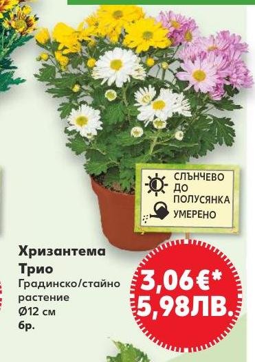 Хризантема Трио Градинско/стайно растение в Кауфланд.