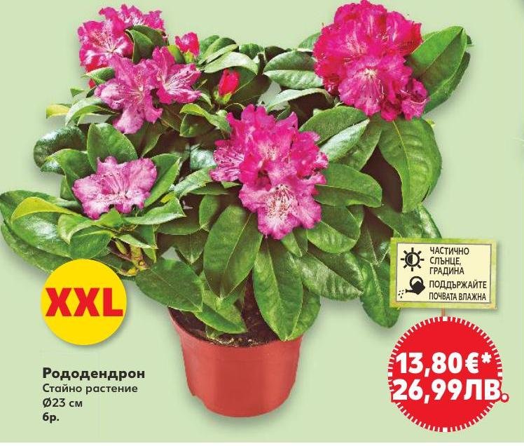 Рододендрон XXL в Кауфланд.