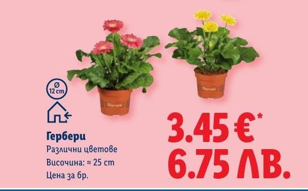 Гербери в саксия в Лидл.