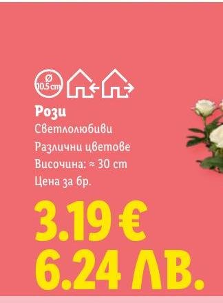Рози светлолюбиви в Лидл.