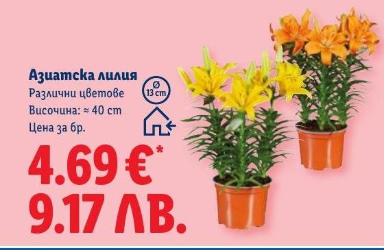 Азиатска лилия в Лидл.