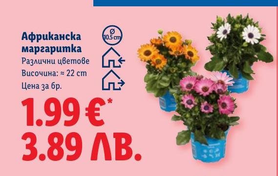 Африканска маргаритка в Лидл.
