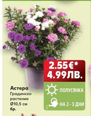 Астера Градинско растение Ø10,5 см – Кауфланд – Цена