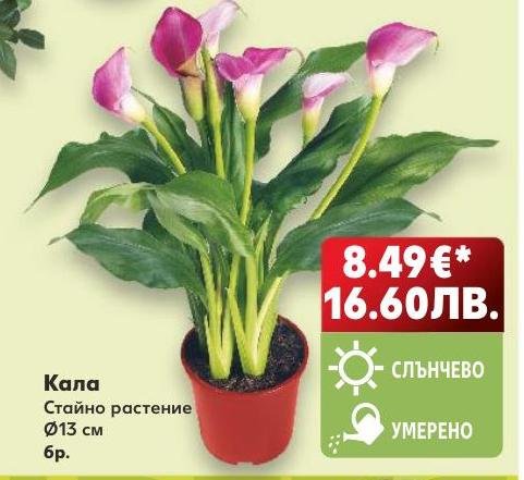 Кала стайно растение Ø13 см – Кауфланд – Цена
